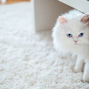 گربه نژاد پرشین