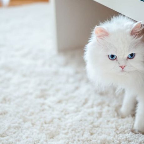 گربه نژاد پرشین